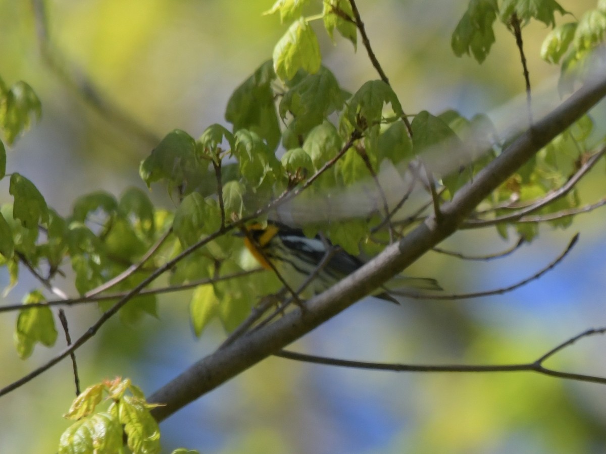 Blackburnian Warbler - David Drews