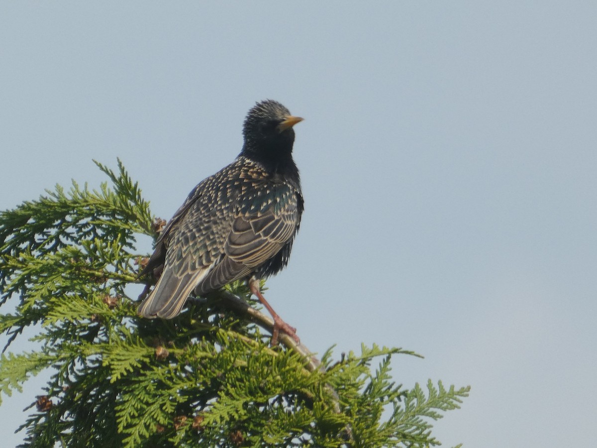 European Starling - ML618819646