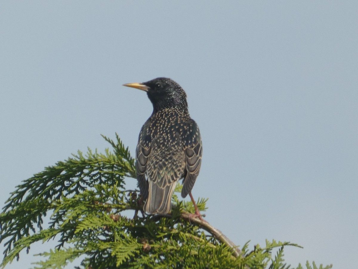 歐洲椋鳥 - ML618819647