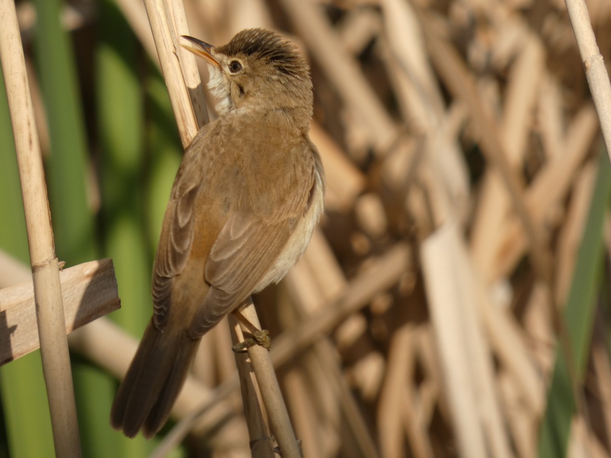 Common Reed Warbler - Eduardo Sevilla