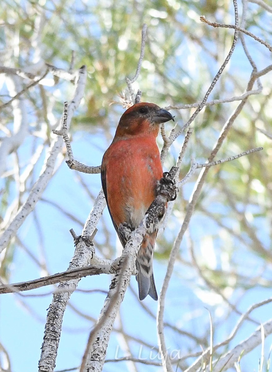 Red Crossbill - Lorri Lilja