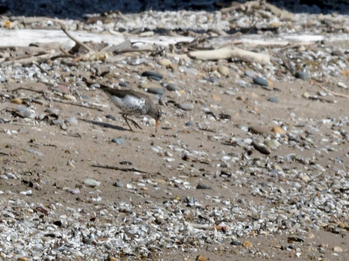 Spotted Sandpiper - David Drews