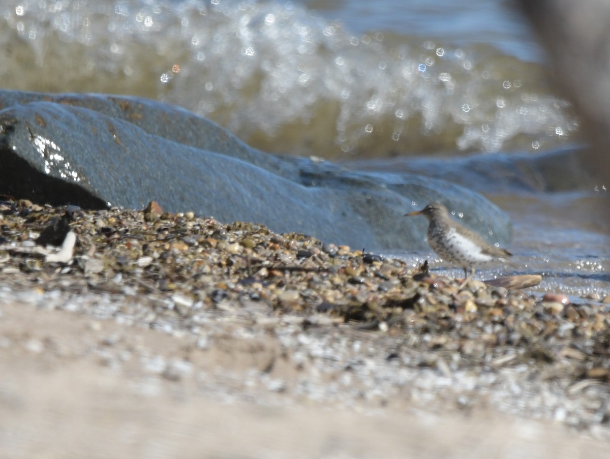 Spotted Sandpiper - David Drews