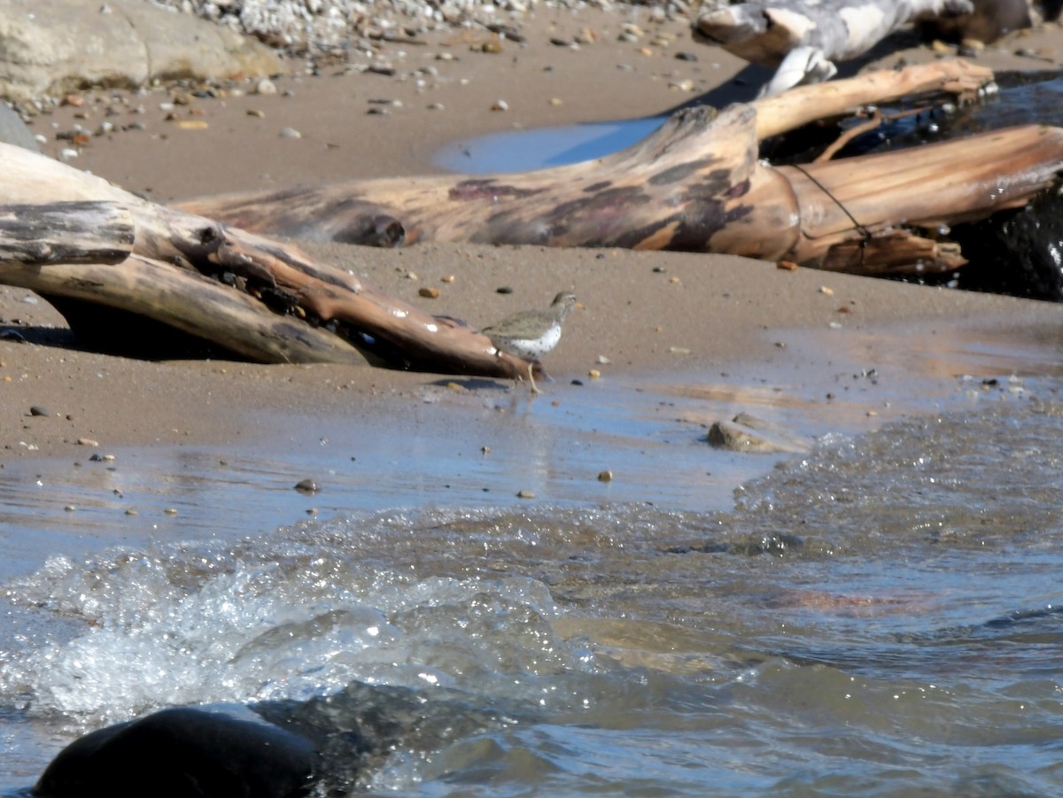 Spotted Sandpiper - David Drews