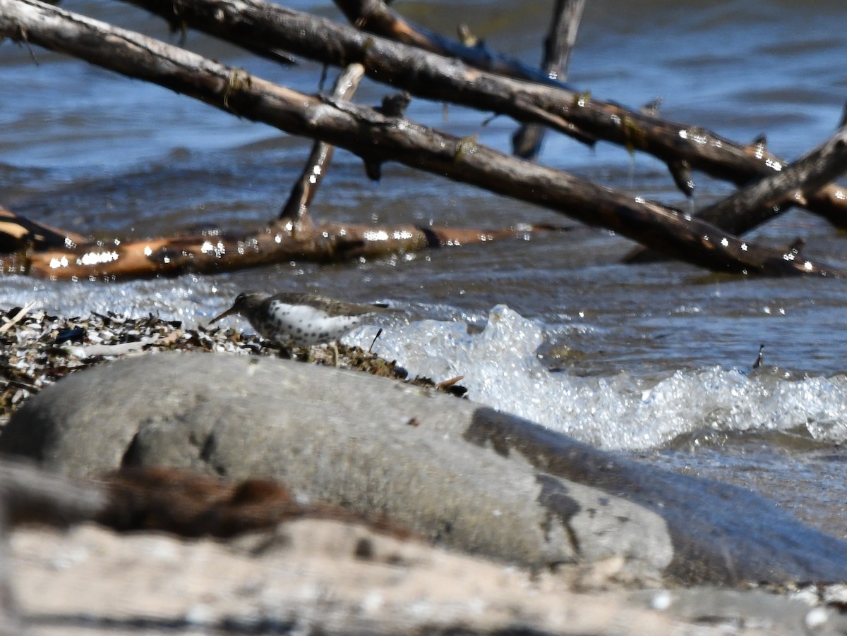 Spotted Sandpiper - David Drews