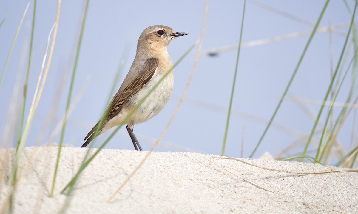 Northern Wheatear - Nick  Park