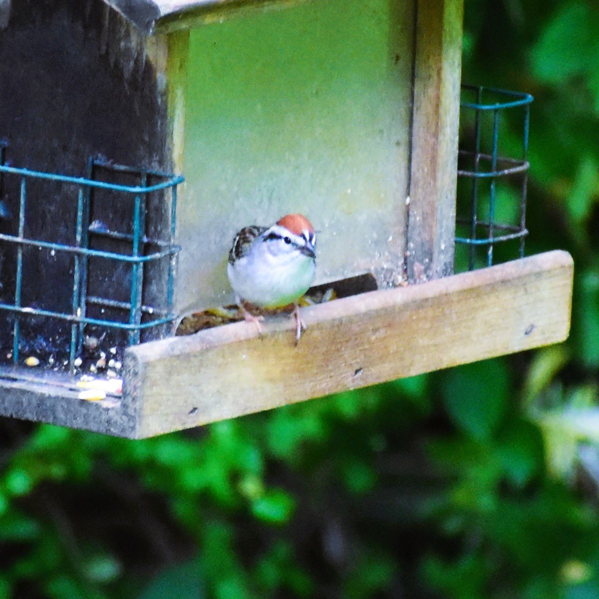 Chipping Sparrow - Ed Leathers