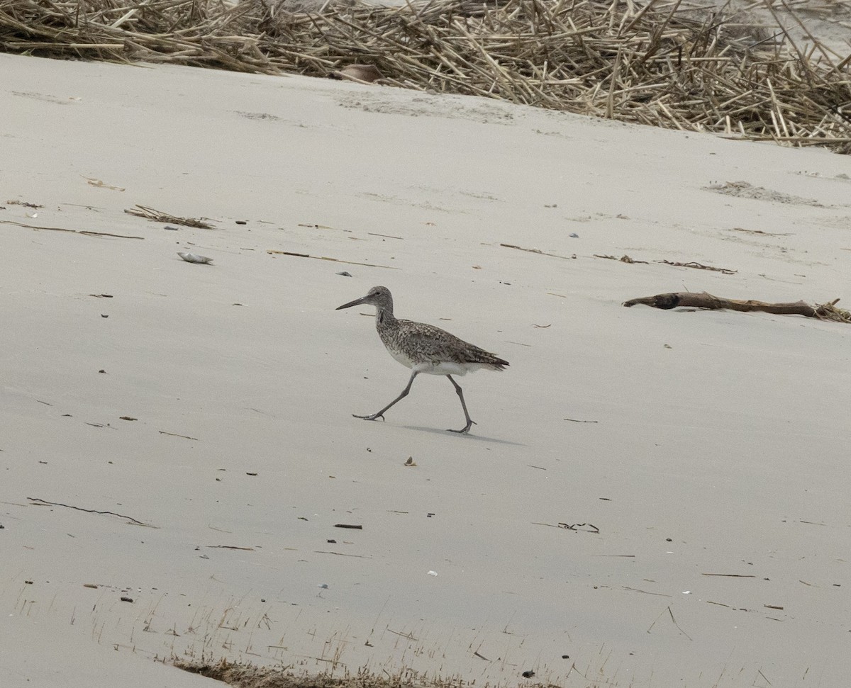 Willet - ML618819699