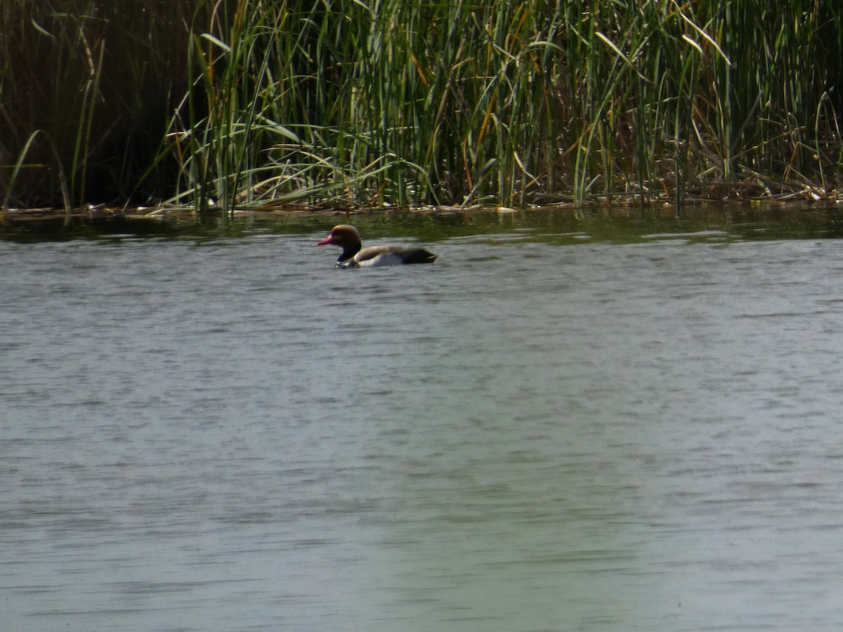 Red-crested Pochard - ML618819703