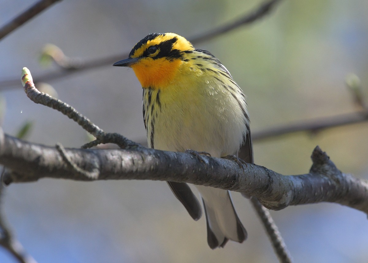 Blackburnian Warbler - Janet Smigielski