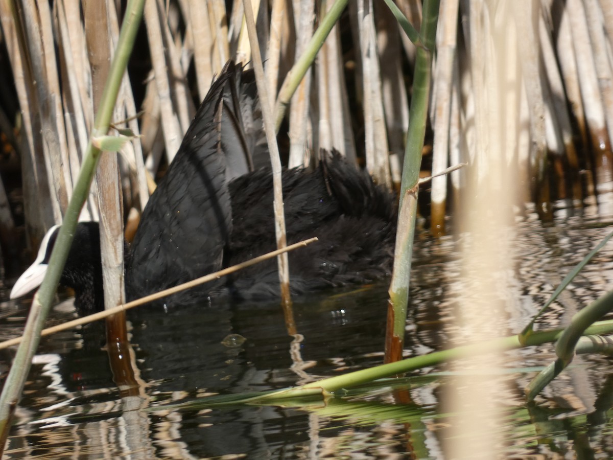 Eurasian Coot - ML618819729