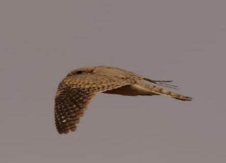 Egyptian Nightjar - Bargache Mohamed