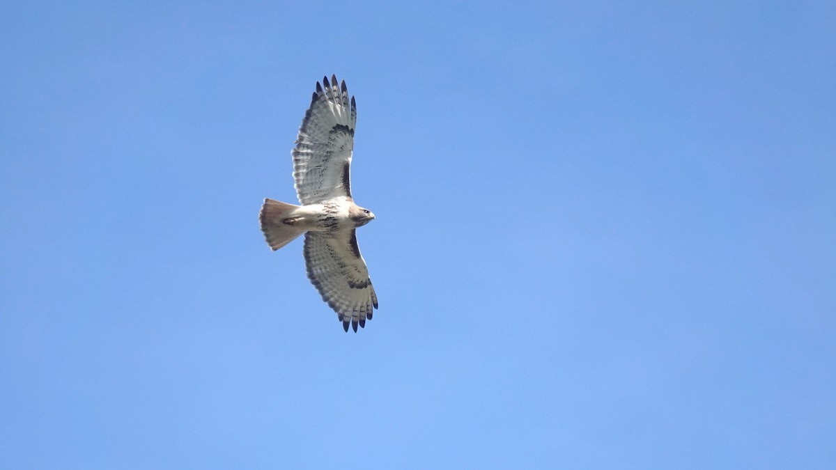 Rotschwanzbussard - ML618819736