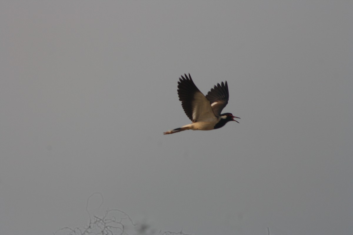 Red-wattled Lapwing - Soorya Senthil kumar