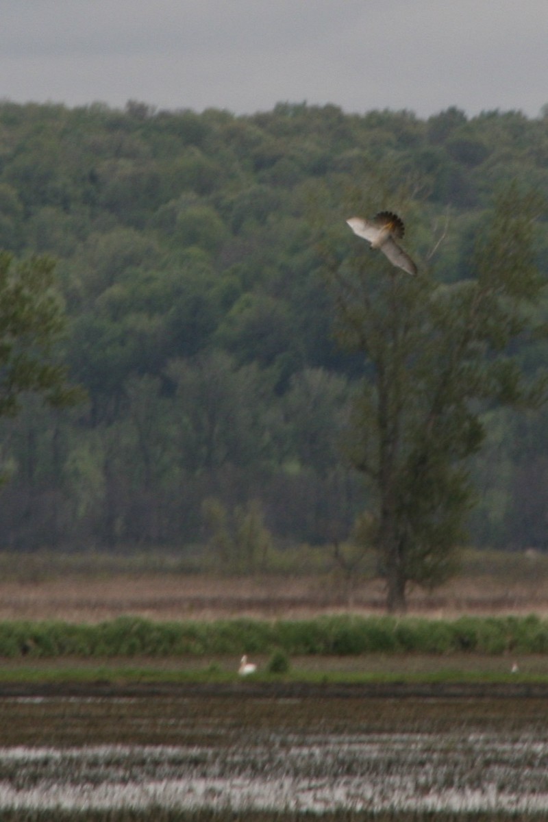 Peregrine Falcon - ML618819754