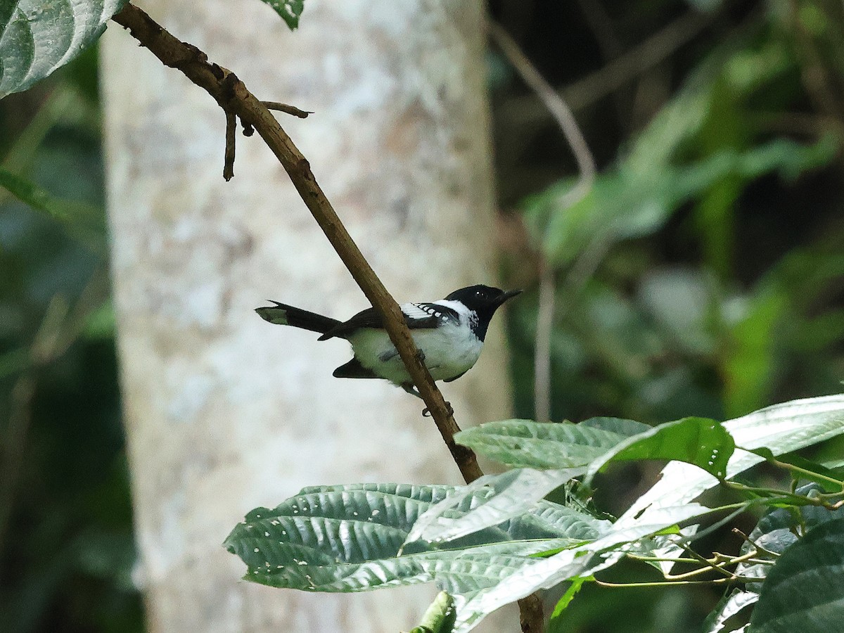 White-collared Monarch - Mark Newsome