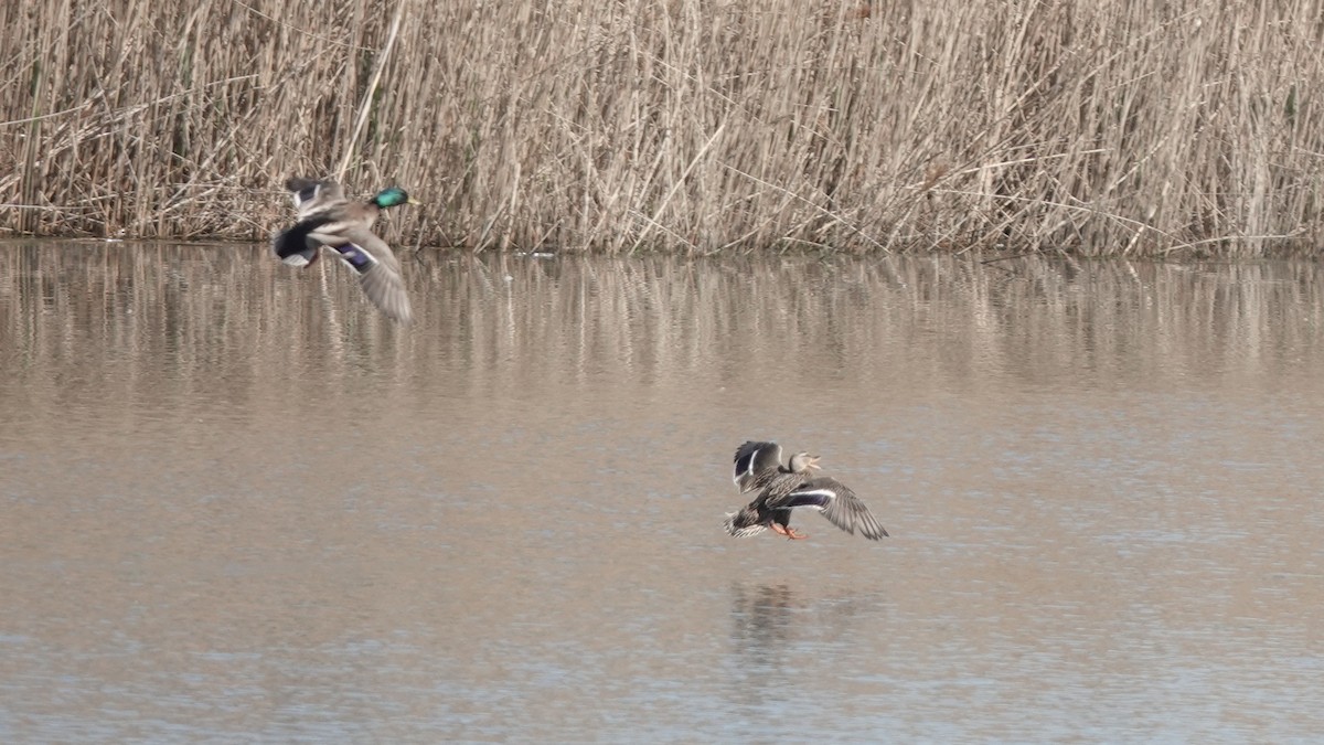 Mallard - Barry Day