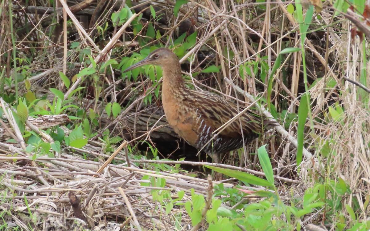 King Rail - Joe Weiss