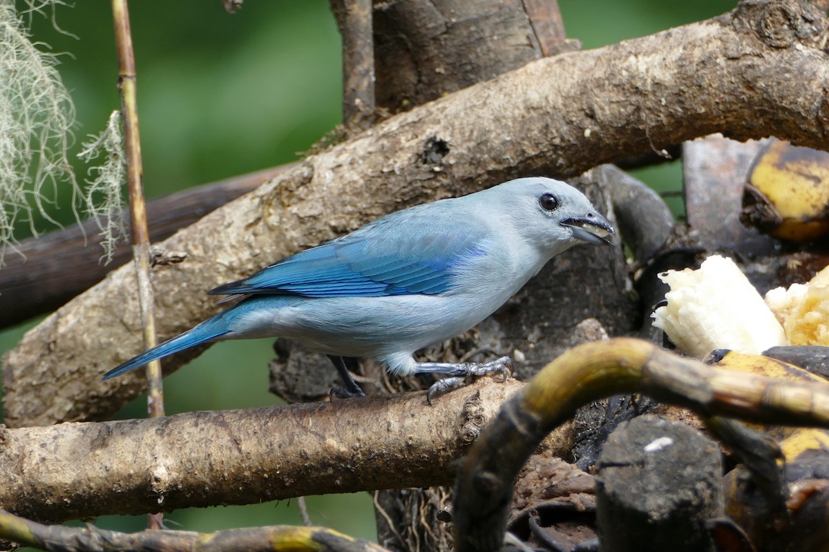 Blue-gray Tanager - Alexander Koch