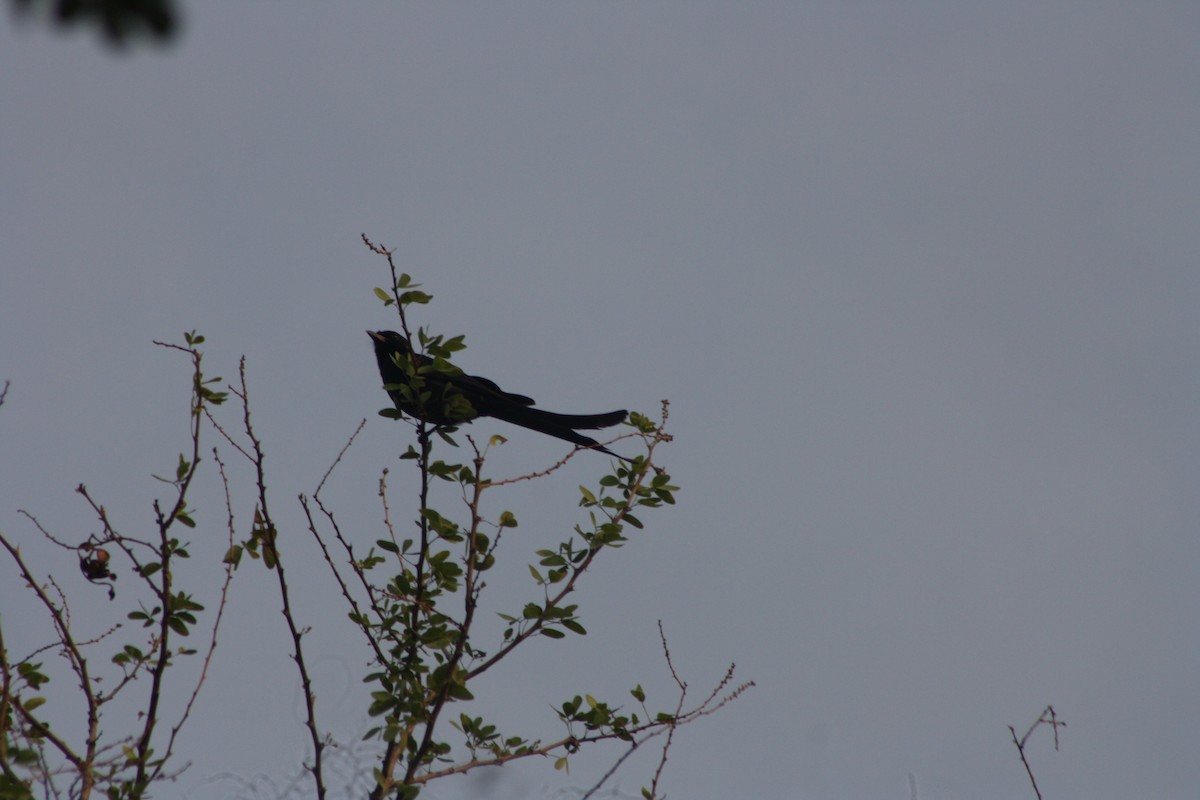 Black Drongo - Soorya Senthil kumar