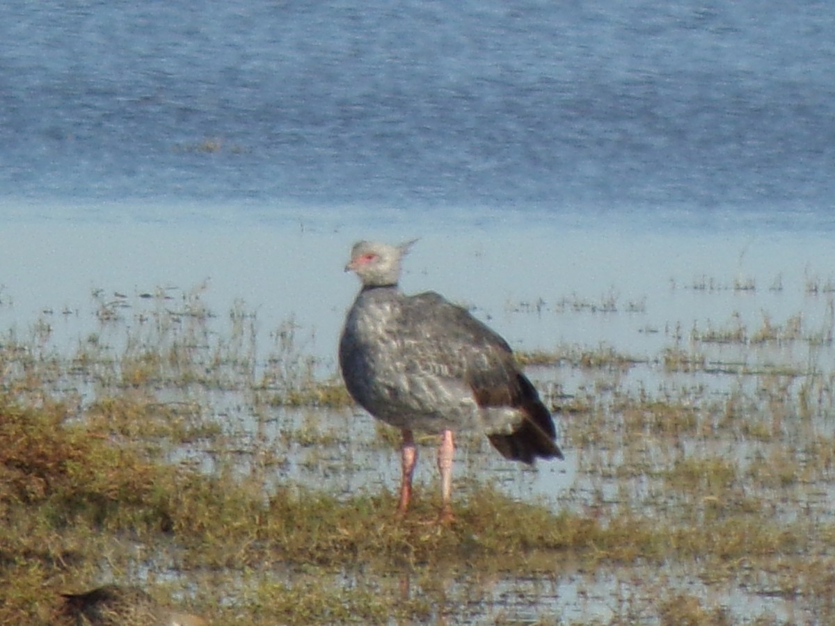 Southern Screamer - Martin  Juarez