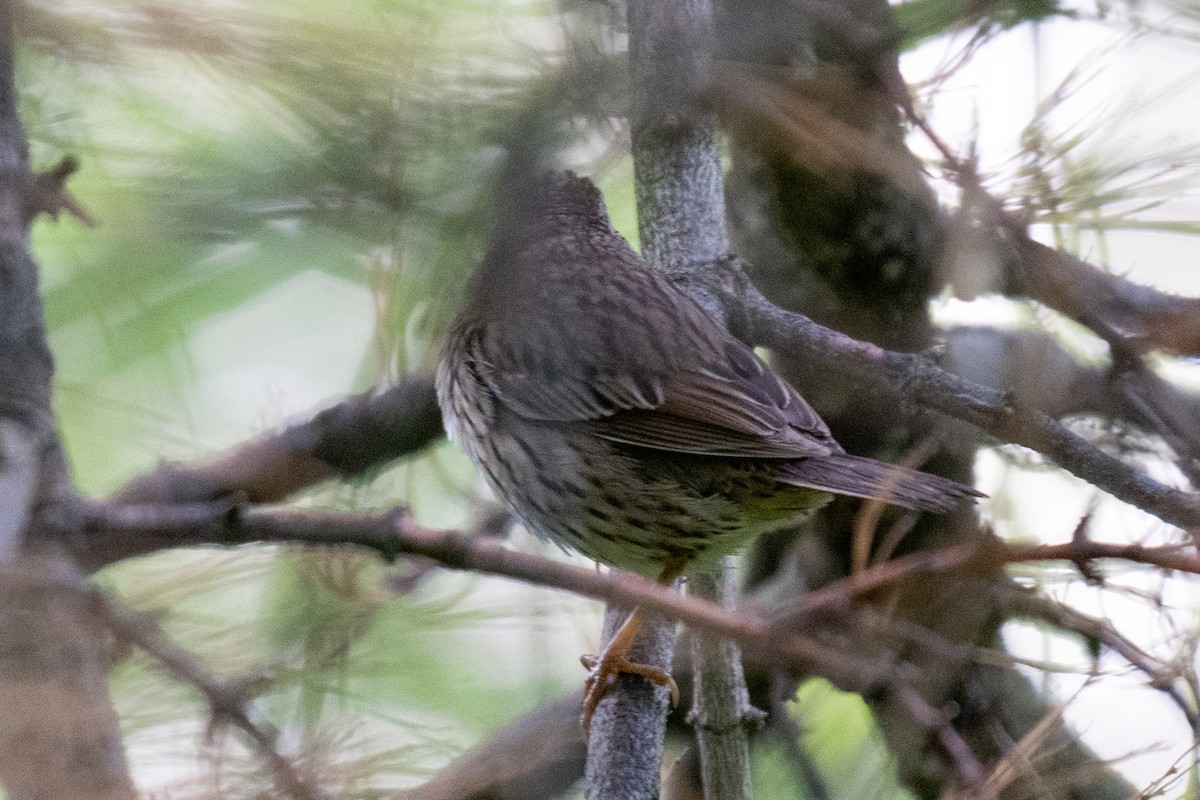 Lincoln's Sparrow - David Lauter