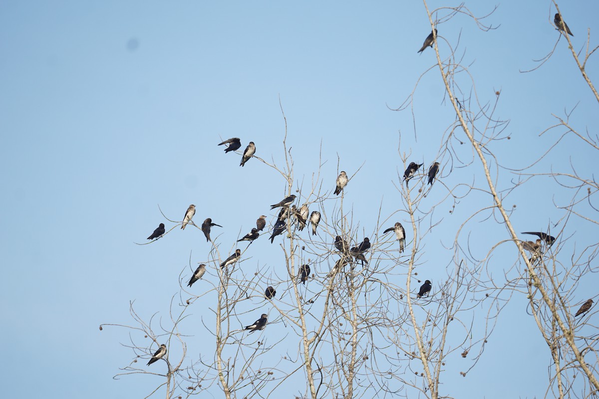 Gray-breasted Martin - Daniel M Haddad - RJ