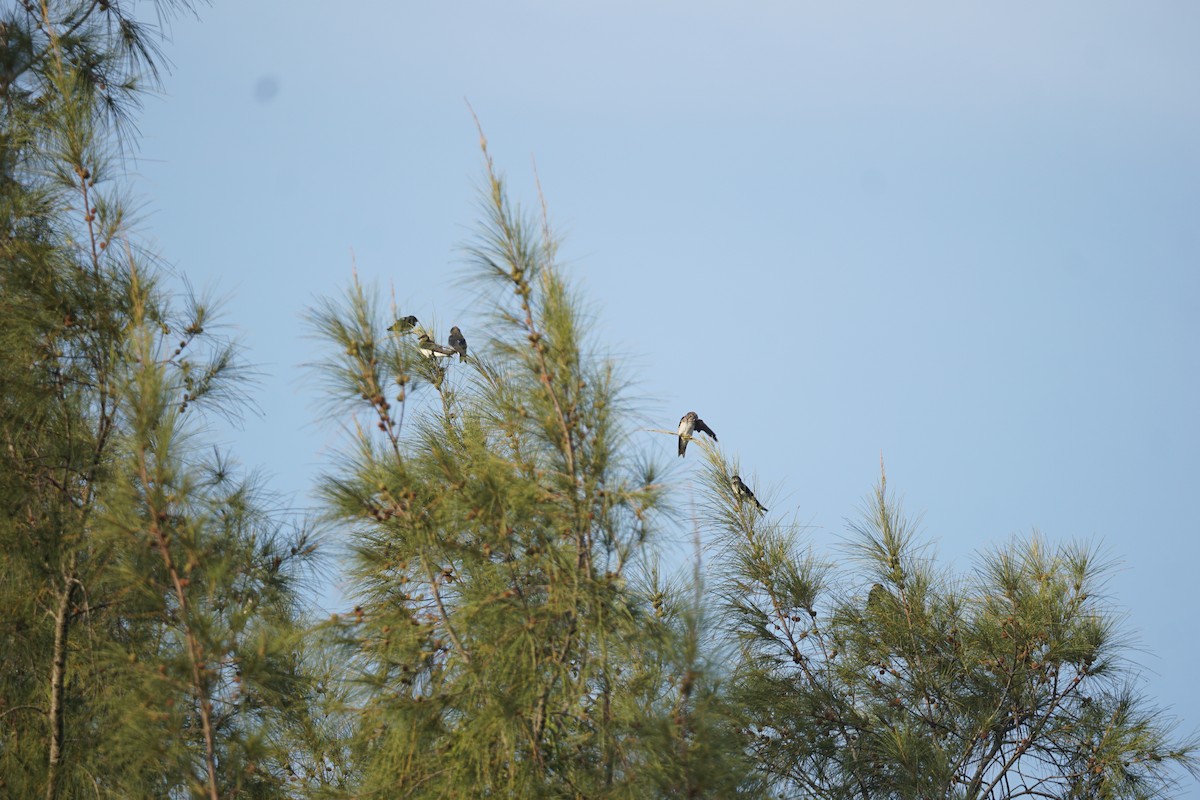 Gray-breasted Martin - Daniel M Haddad - RJ