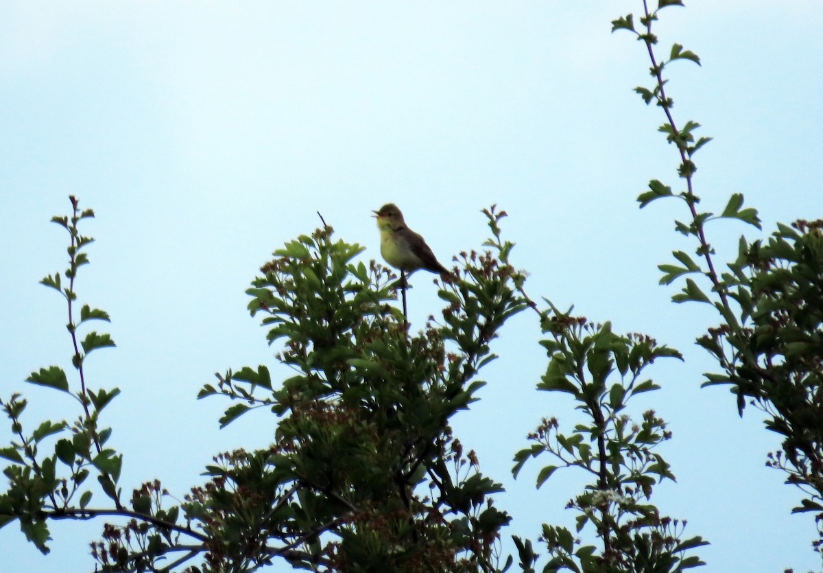 Melodious Warbler - Francisco Javier Calvo lesmes