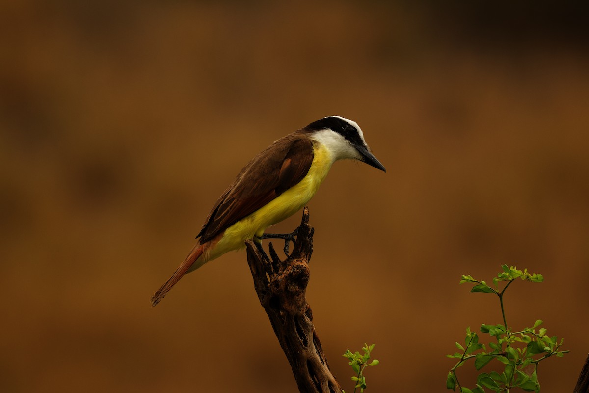 Great Kiskadee - Isaiah Erven