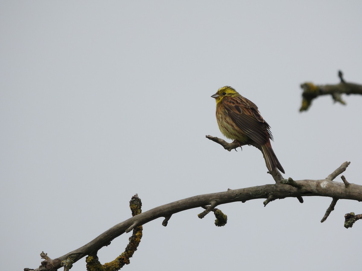 Yellowhammer - ML618819804