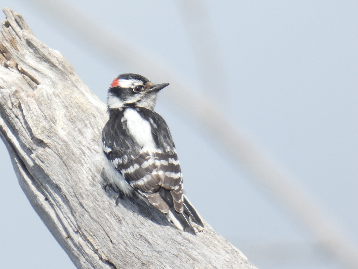 Downy Woodpecker - David Riddle