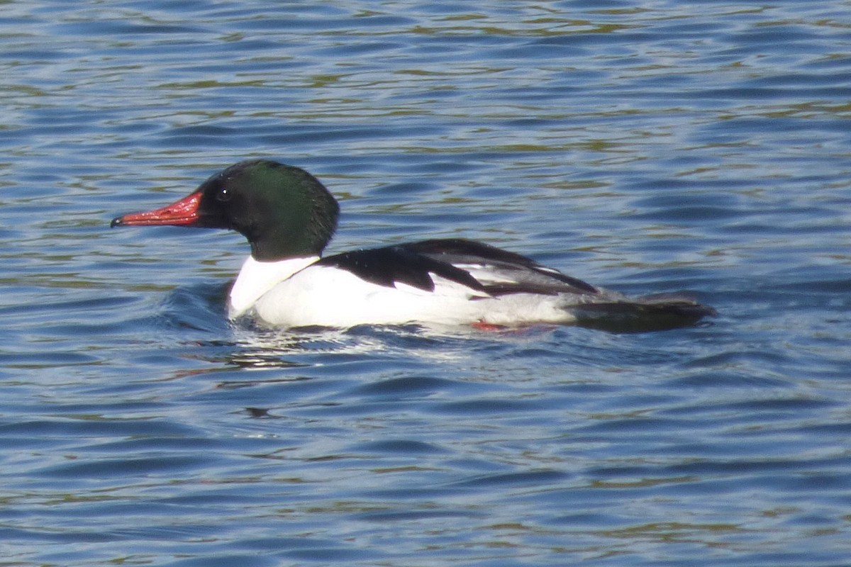 Common Merganser - ML618819806