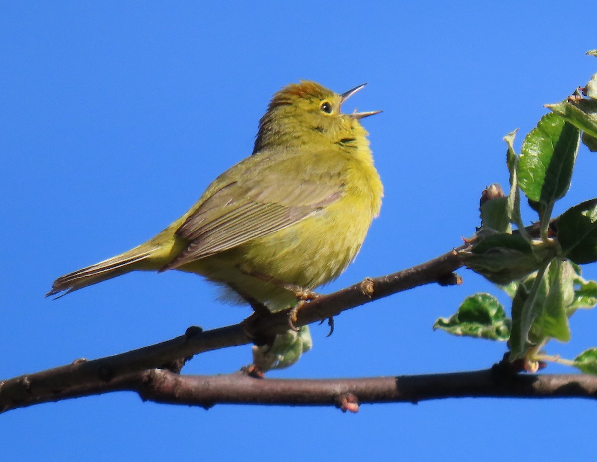 Orange-crowned Warbler - b haley