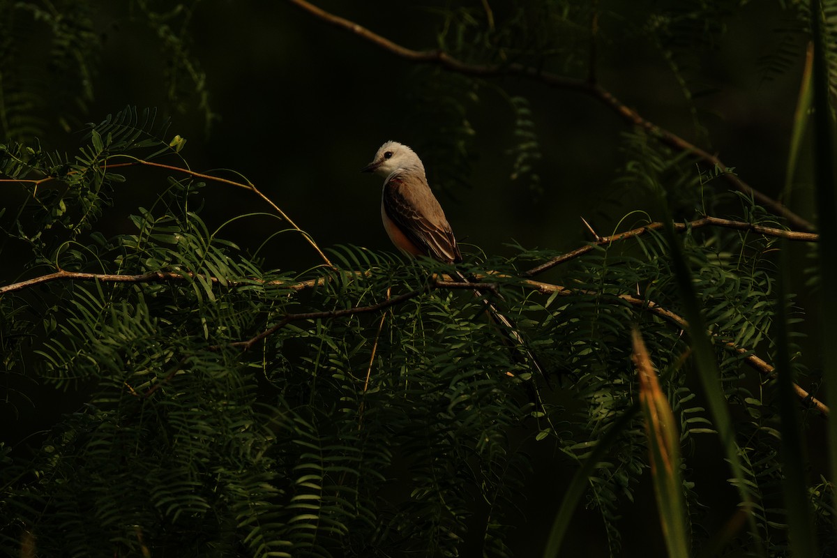 Scissor-tailed Flycatcher - Isaiah Erven