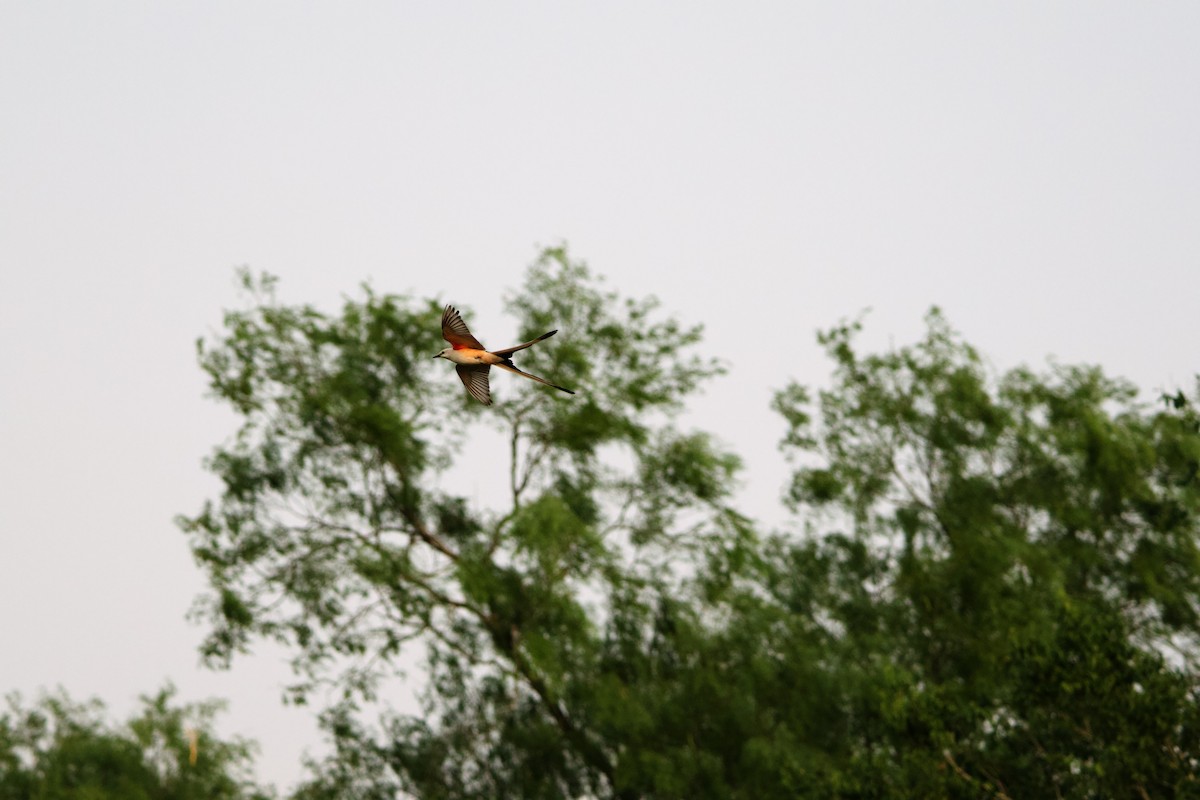 Scissor-tailed Flycatcher - Isaiah Erven