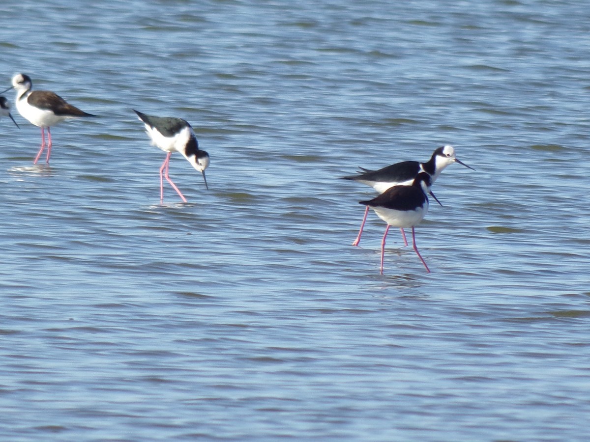 Cigüeñuela Cuellinegra - ML618819813