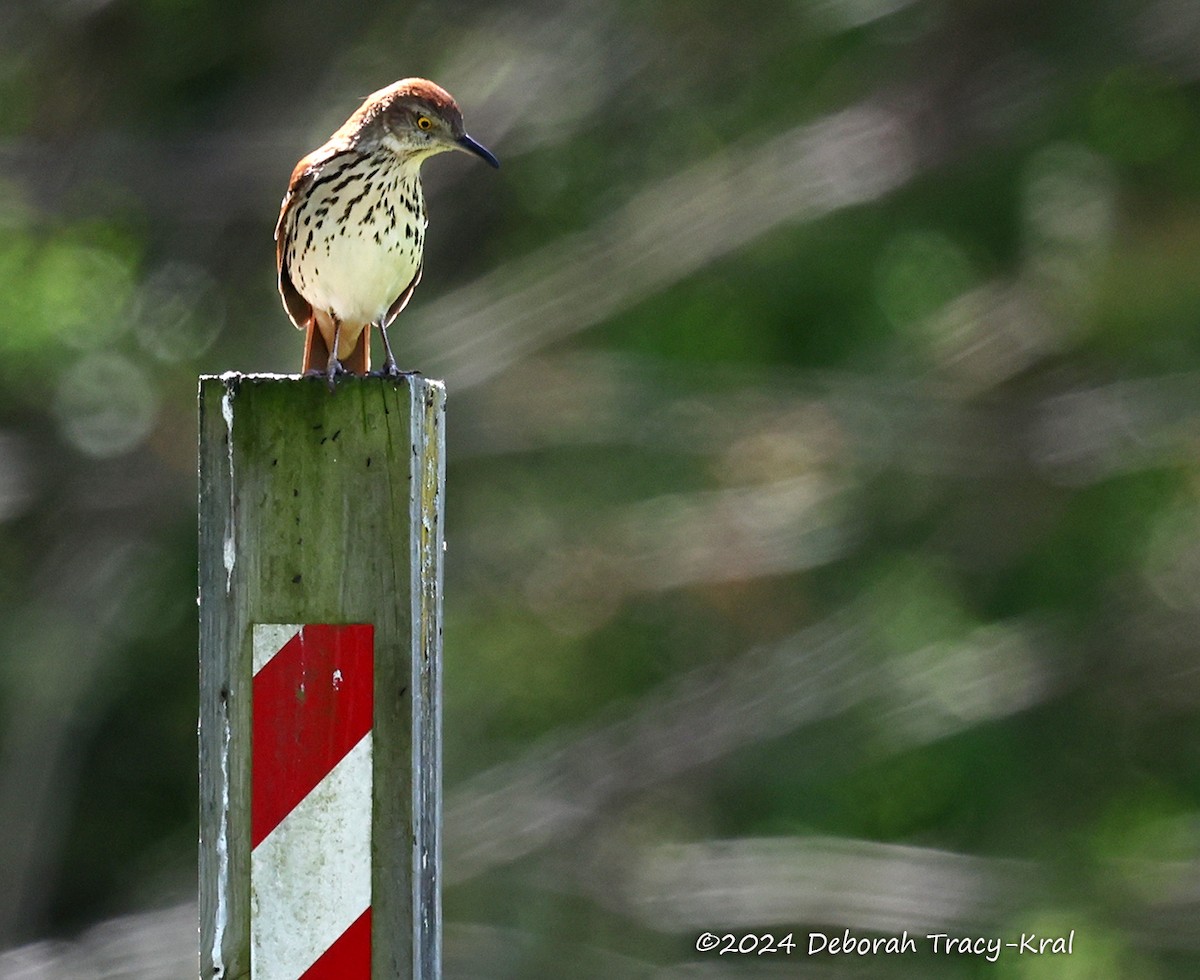 Brown Thrasher - Deborah Kral