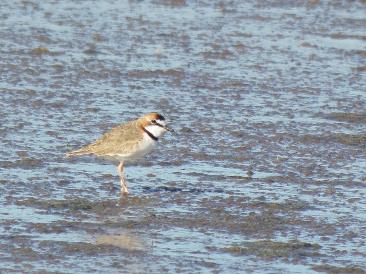 Collared Plover - Martin  Juarez