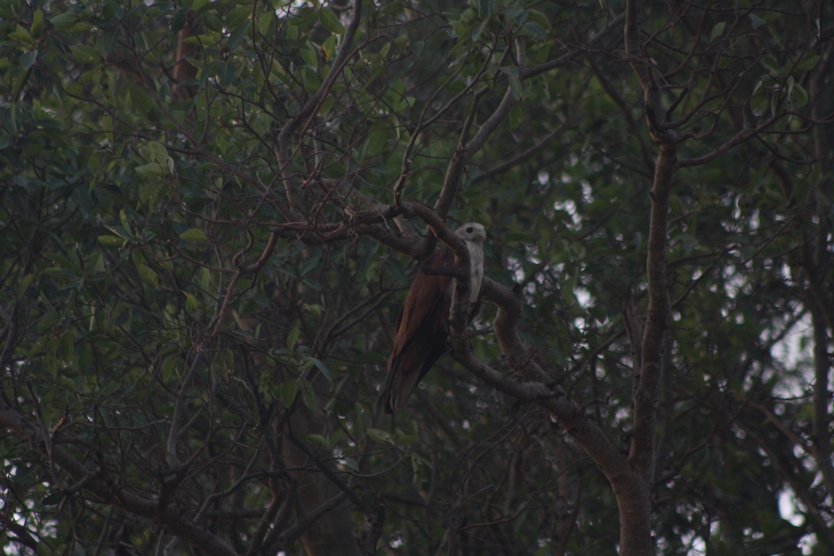 Brahminy Kite - Soorya Senthil kumar