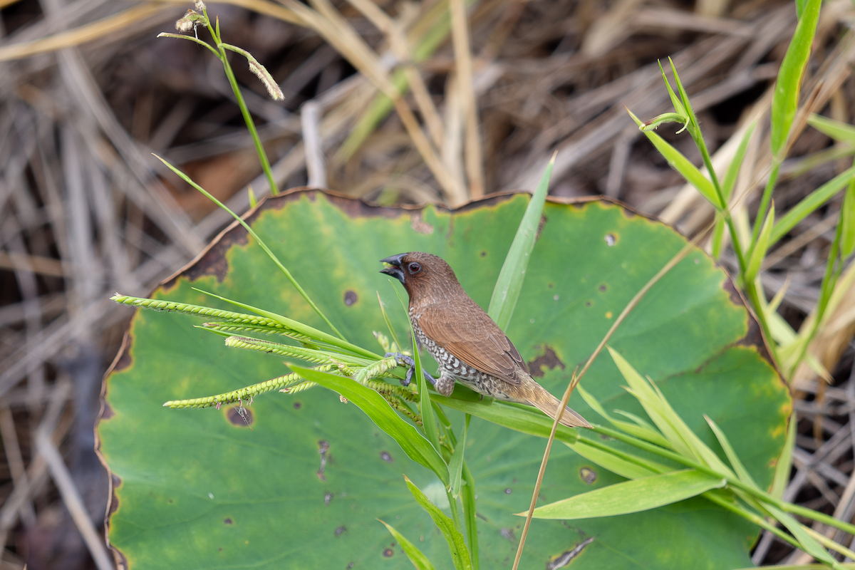 Scaly-breasted Munia - nathamon kongsawat