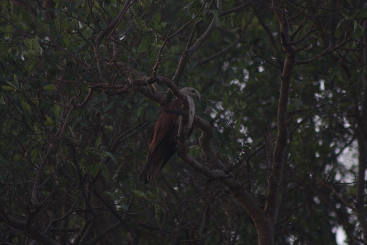 Brahminy Kite - Soorya Senthil kumar