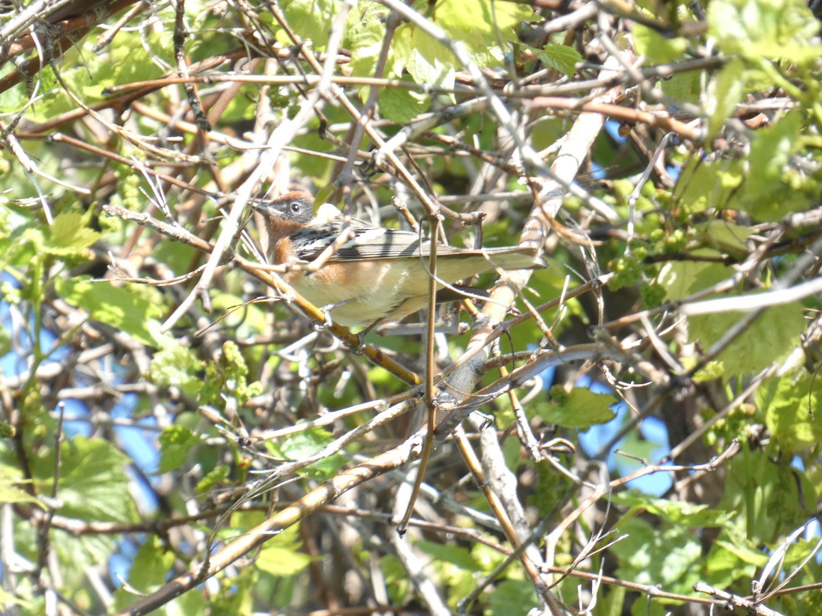 Bay-breasted Warbler - David Riddle