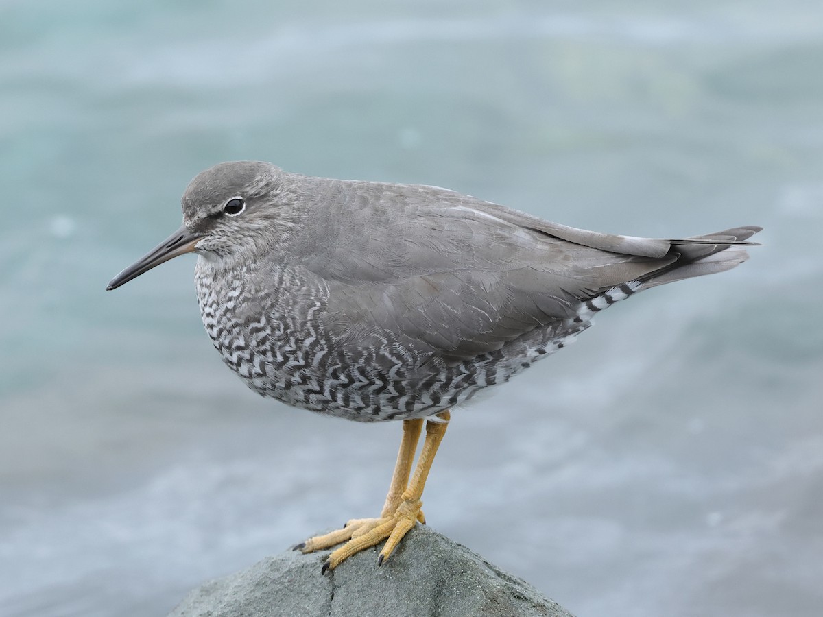 Wandering Tattler - Mark Newsome