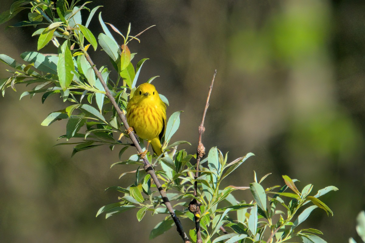 Yellow Warbler - Zach Kemp