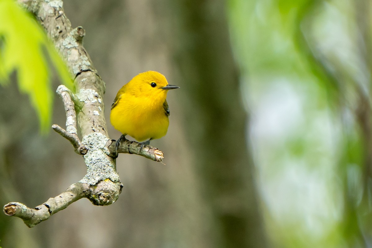 Prothonotary Warbler - Ben Nieman