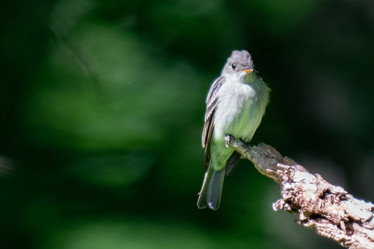 Eastern Wood-Pewee - David Lauter