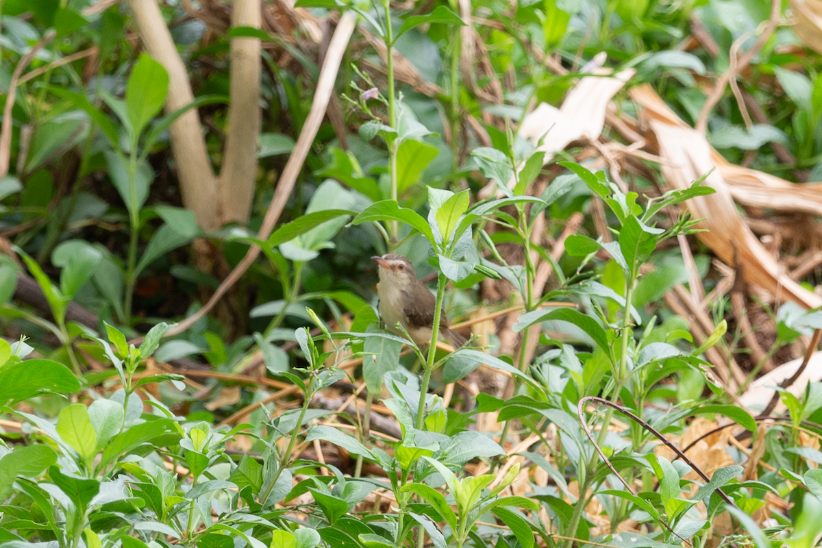 Plain Prinia - nathamon kongsawat