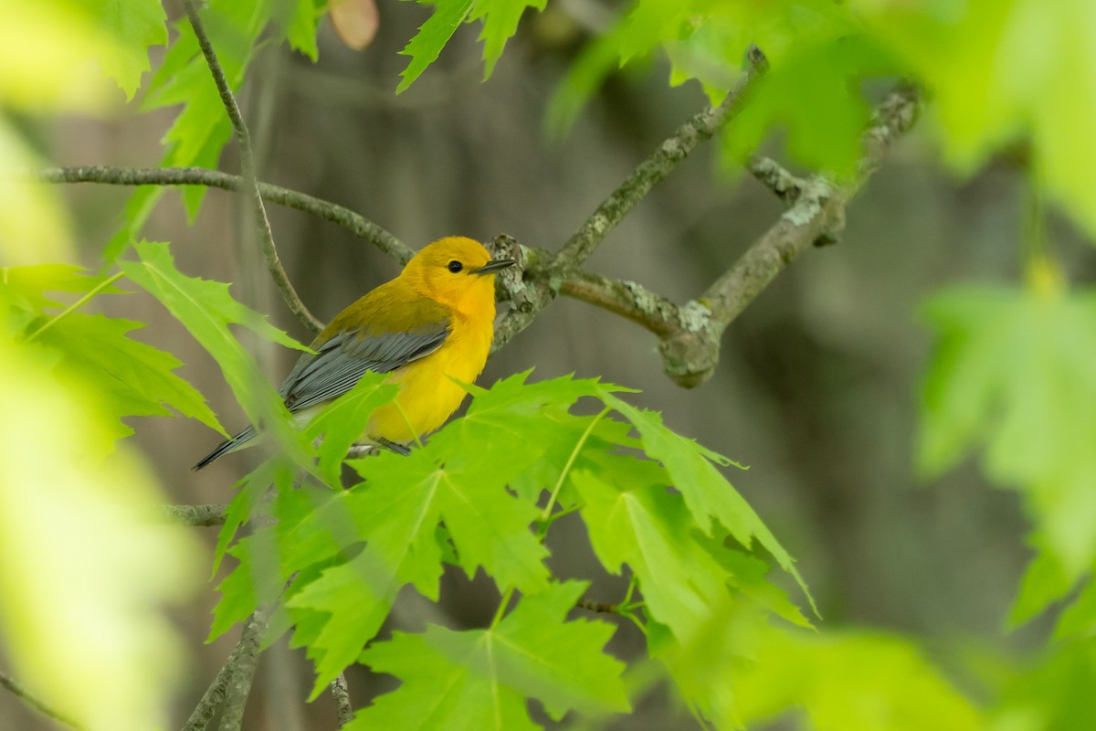 Prothonotary Warbler - ML618819851