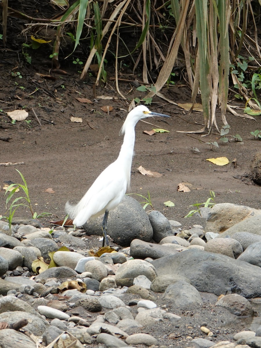 Snowy Egret - Jonathan Oña